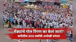 Ashadhi Wari: तुकोबारायांच्या पालखीला का घातलं जातं मेंढ्यांचं रिंगण? काय आहे त्या मागची परंपरा अन् मान्यता