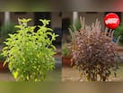 Tulsi Care Tips: तुलसी पर बार-बार लग जाते हैं कीड़े? बस 3 चीजों का घोल डालें, फिर हरा-भरा रहेगा पौधा
