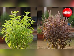 Tulsi Care Tips: तुलसी पर बार-बार लग जाते हैं कीड़े? बस 3 चीजों का घोल डालें, फिर हरा-भरा रहेगा पौधा