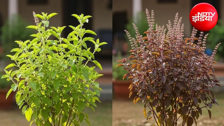 Tulsi Care Tips: तुलसी पर बार-बार लग जाते हैं कीड़े? बस 3 चीजों का घोल डालें, फिर हरा-भरा रहेगा पौधा