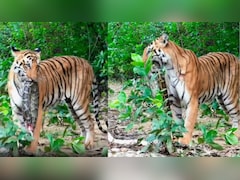 VIDEO: जिम कॉर्बेट में टाइगर का खूंखार 'अवतार', अजगर को जबड़े में फंसाकर जंगल में हुआ ओझल