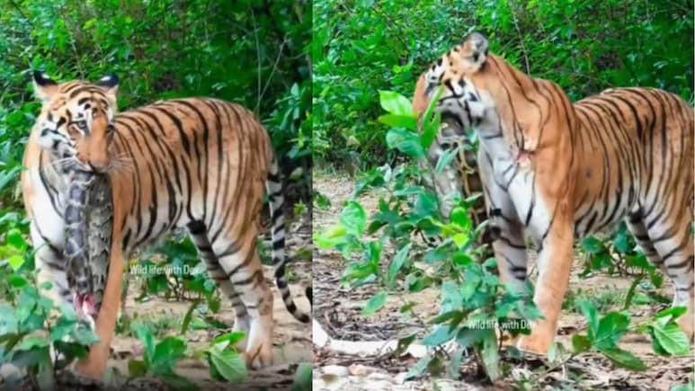 VIDEO: जिम कॉर्बेट में टाइगर का खूंखार 'अवतार', अजगर को जबड़े में फंसाकर जंगल में हुआ ओझल