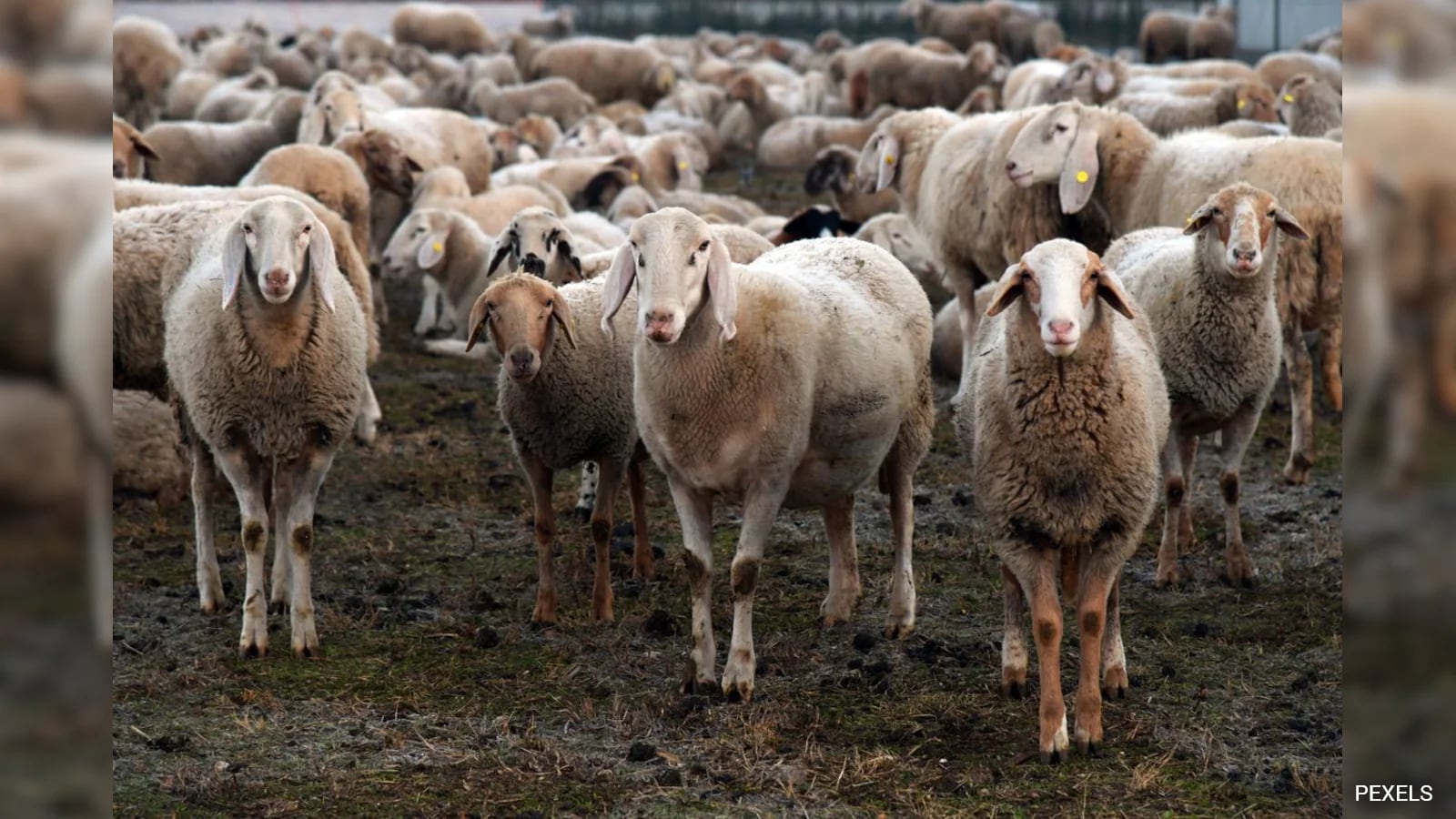 Kashmir Faces Mutton Crisis Amid Wedding Season Over Punjab ‘Transit Fee’ Row