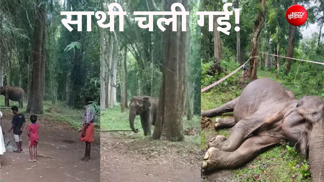 वायनाड में जंगली हथिनी और एक गांव की दोस्ती की बेमिसाल कहानी का अंत