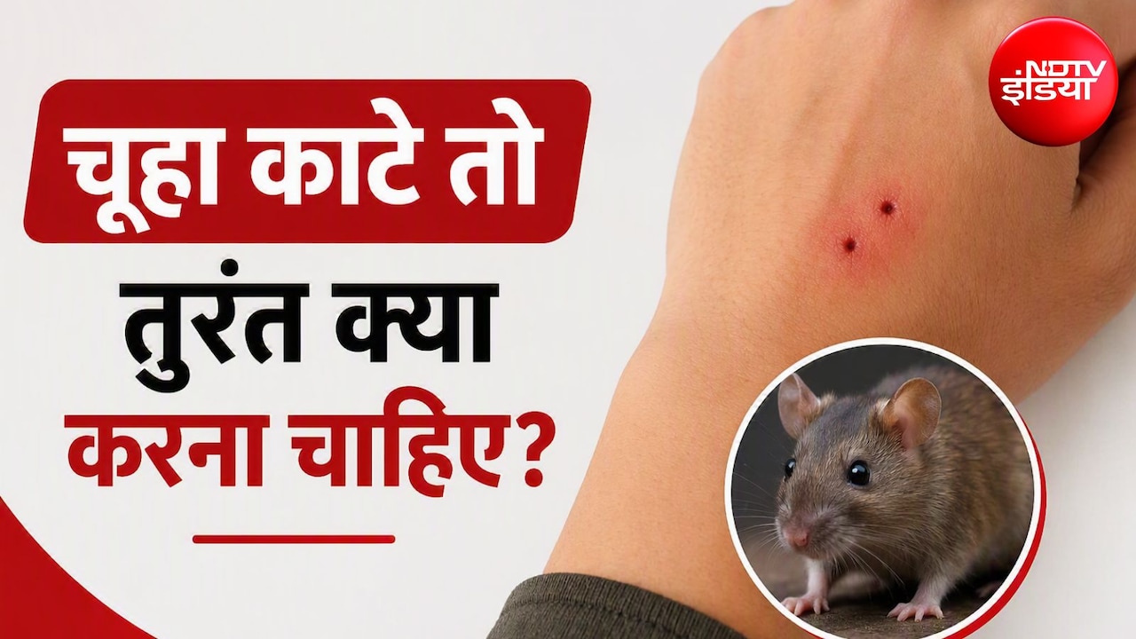 चूहे के काटने पर क्या रेबीज का इंजेक्शन लगवाना पड़ता है ? एक्सपर्ट से जानें कब होती है जरूरत