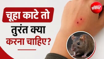 चूहे के काटने पर क्या रेबीज का इंजेक्शन लगवाना पड़ता है ? एक्सपर्ट से जानें कब होती है जरूरत