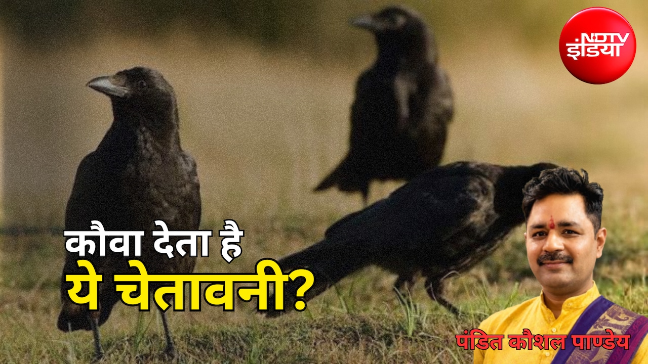 Shakun Apshakun: कौवे की ये हरकतें बदल सकती हैं आपकी किस्मत! जानिए क्या कहता है शकुन शास्त्र