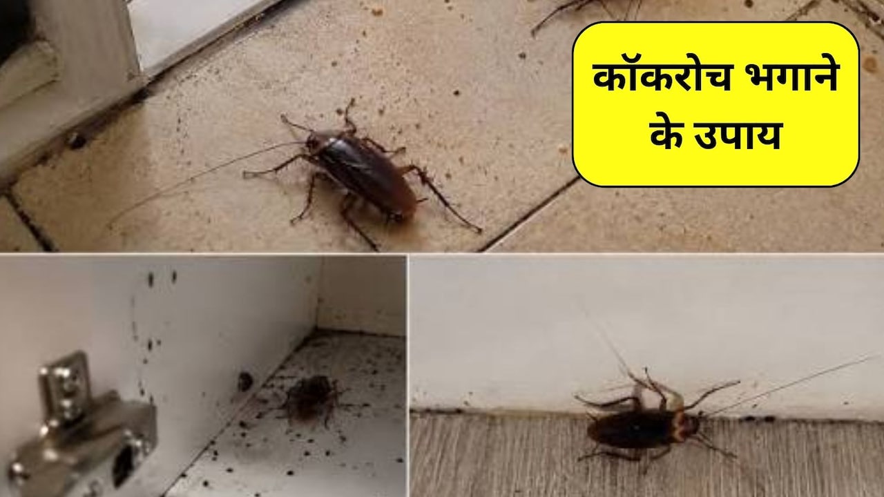 रसोई में कॉकरोच और चींटियों का बढ़ गया आतंक, पानी में ये 2 मसाले पकाकर बनाएं स्प्रे, तुरंत हो जाएगा सफाया
