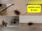 रसोई में कॉकरोच और चींटियों का बढ़ गया आतंक, पानी में ये 2 मसाले पकाकर बनाएं स्प्रे, तुरंत हो जाएगा सफाया