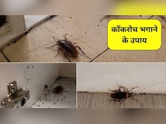 रसोई में कॉकरोच और चींटियों का बढ़ गया आतंक, पानी में ये 2 मसाले पकाकर बनाएं स्प्रे, तुरंत हो जाएगा सफाया