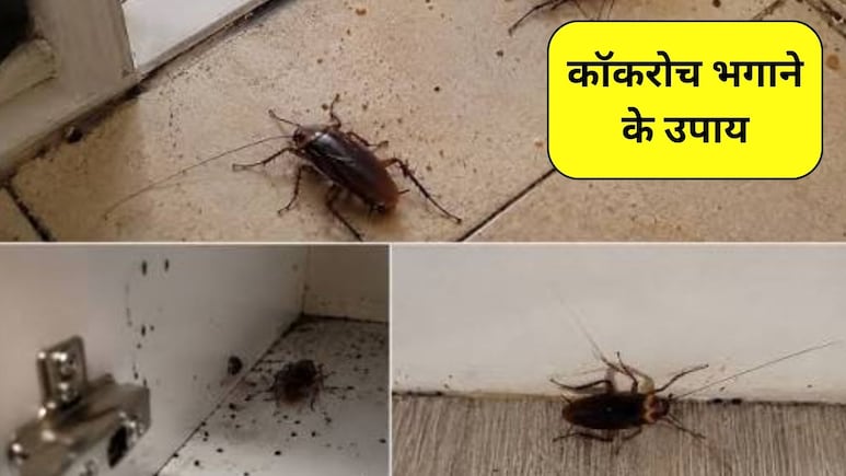 रसोई में कॉकरोच और चींटियों का बढ़ गया आतंक, पानी में ये 2 मसाले पकाकर बनाएं स्प्रे, तुरंत हो जाएगा सफाया