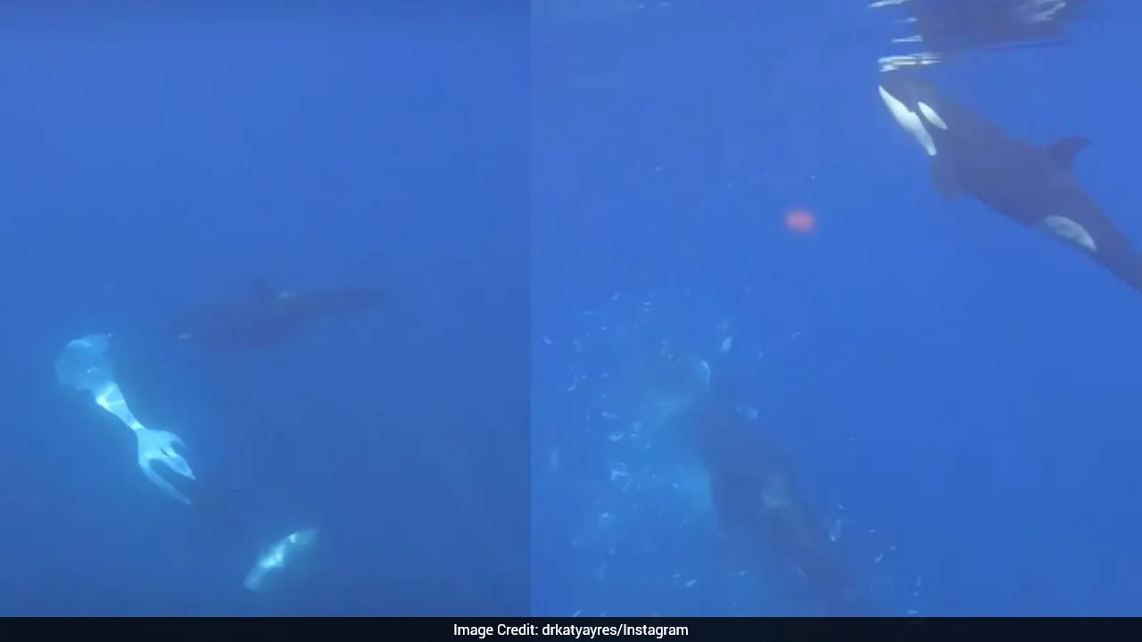 Scientists Capture Orcas Smashing Giant Sunfish Into Thousands Of Pieces