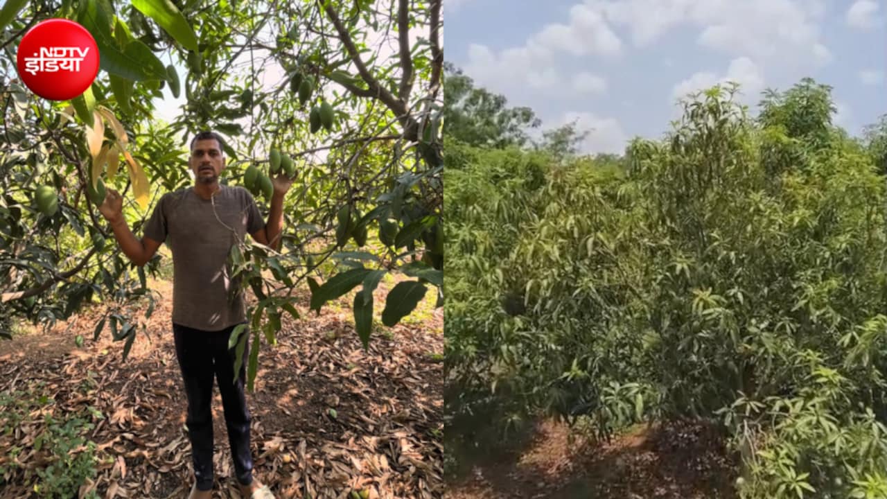 'मल्लिका आम' से चमक गई इंजीनियर की किस्मत, नौकरी छोड़ किसान बना तो हो गई छप्पड़ फाड़ कमाई
