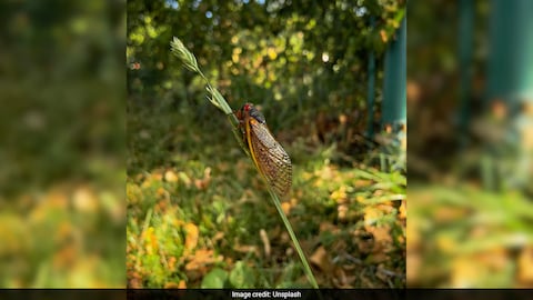 Story image