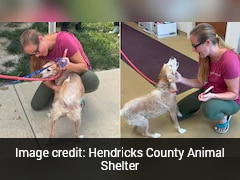 Lost For 5 Years, Dog Finally Reunites With Owner In US: 