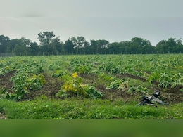 किसान ने 5 बीघा में लगाए थे 3000 अबीना पपीते के पौधे, लाखों कर दिए खर्च; एक ही रात में फिर गया पानी