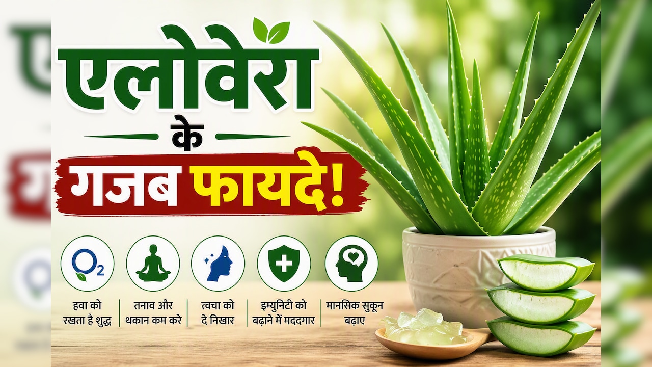 क्या आपके घर में भी लगा है एलोवेरा? शरीर और दिमाग को मिल सकते हैं ये फायदे