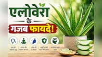 क्या आपके घर में भी लगा है एलोवेरा? शरीर और दिमाग को मिल सकते हैं ये फायदे