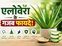 क्या आपके घर में भी लगा है एलोवेरा? शरीर और दिमाग को मिल सकते हैं ये फायदे