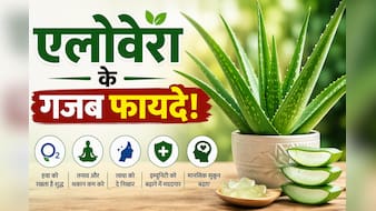 क्या आपके घर में भी लगा है एलोवेरा? शरीर और दिमाग को मिल सकते हैं ये फायदे