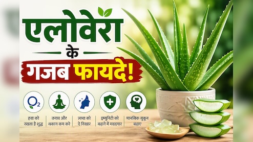 क्या आपके घर में भी लगा है एलोवेरा? शरीर और दिमाग को मिल सकते हैं ये फायदे