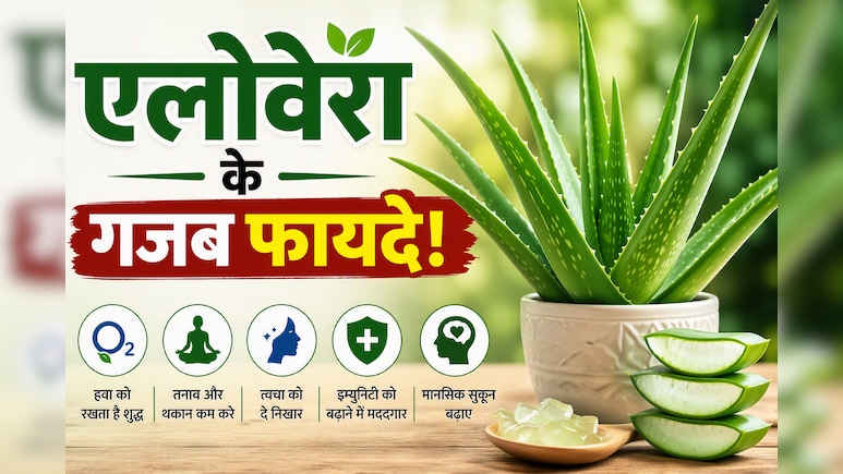 क्या आपके घर में भी लगा है एलोवेरा? शरीर और दिमाग को मिल सकते हैं ये फायदे