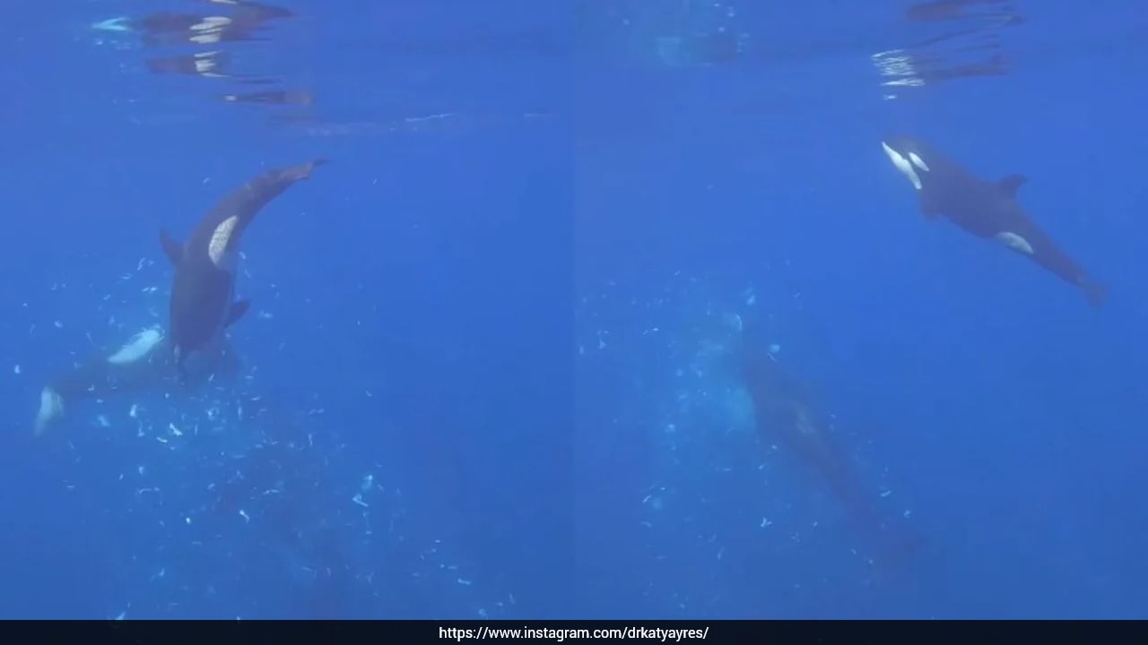Scientists document orcas ramming and smashing a sunfish off Baja California