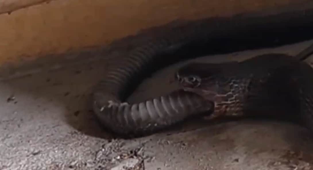 Cobra Snake Rescue Operation: कोबरा के मुंह से बाहर निकलती नागिन