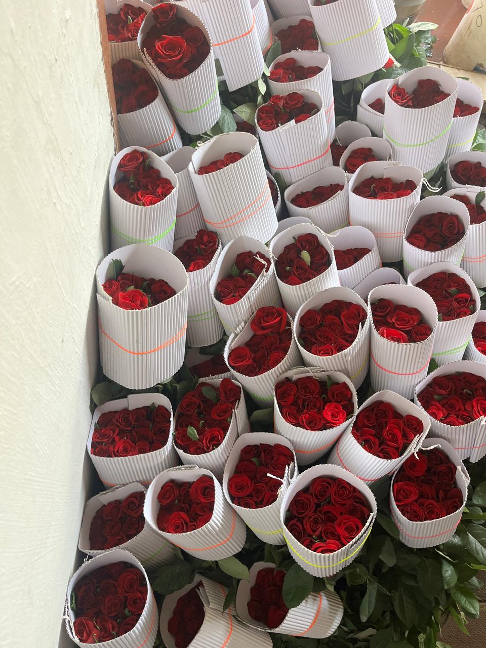 Rose Farming: गुलाब के बंच Rose Farming: गुलाब के बंच