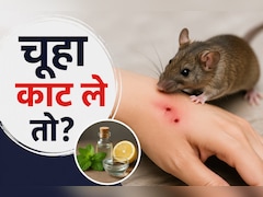 चूहा काट ले तो क्या करें? एक्सपर्ट ने बताया फर्स्ट ऐड और चूहों से छुटकारा पाने का तरीका