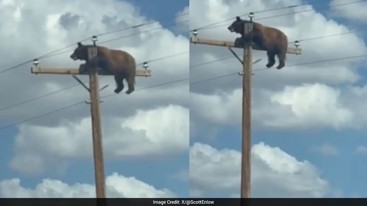 Black Bear Electrocuted After Stranding On Power Pole In New Mexico