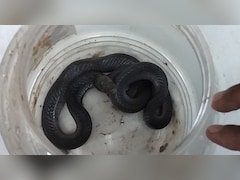 फार्म हाउस में ब्‍लैक कोबरा ने शख्‍स को डसा, सांप को लेकर अस्‍पताल पहुंचा; डॉक्‍टर ने दे डाली सलाह