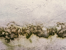 Mold-Associated Illnesses May Be More Common Than Thought: Study