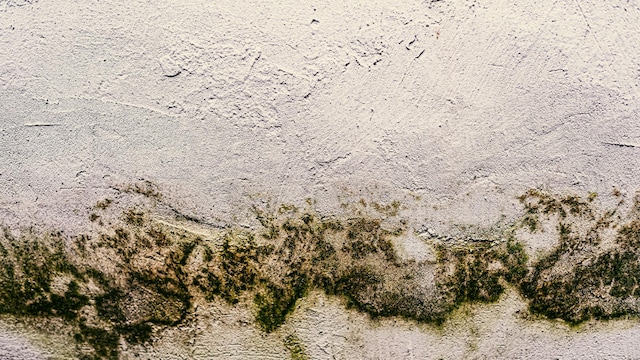 Mold infections are a potentially deadly threat and need to be taken seriously
