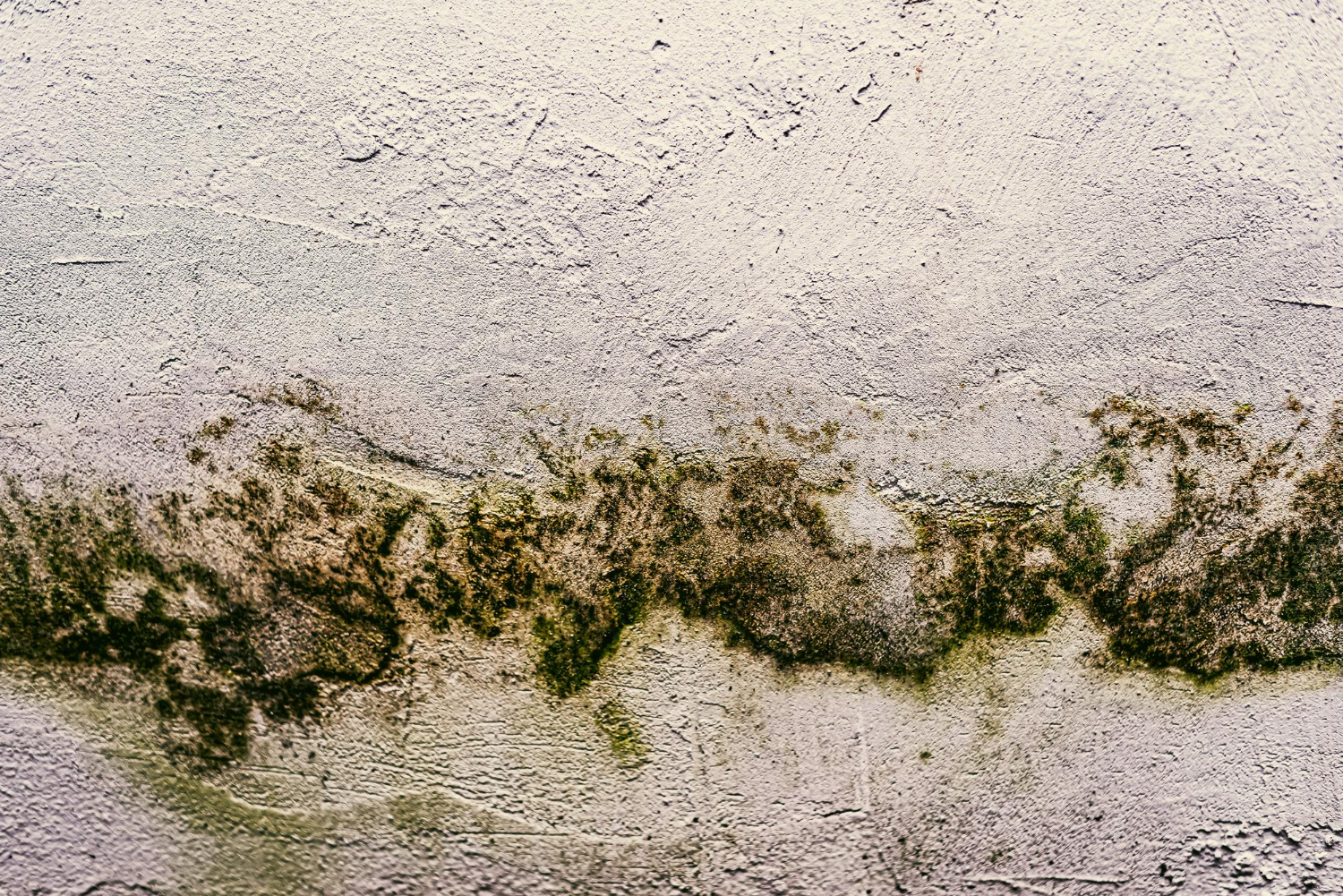 Mold infections are a potentially deadly threat and need to be taken seriously