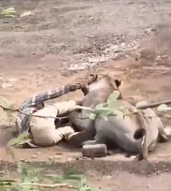 Viral Video Shows Lion Attacking and Holding Injured Man in Gujarat