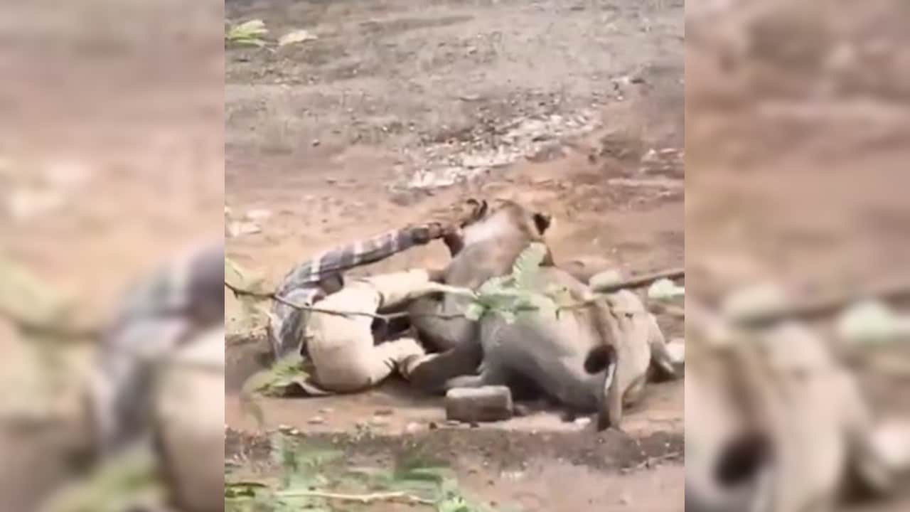 Video Shows Terrifying Moment Lion Refuses To Let Go Of Gujarat Man