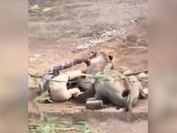 Video: Lion Clenches Gujarat Man On Ground For 30 Minutes