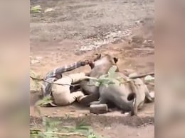 Video Shows Terrifying Moment Lion Refuses To Let Go Of Gujarat Man