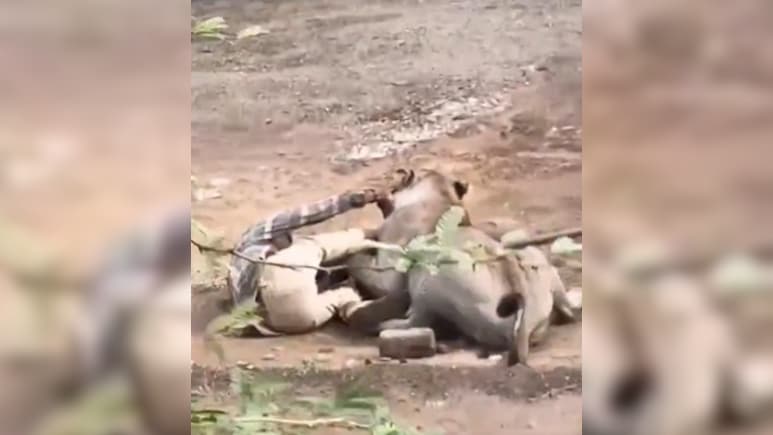Video Shows Terrifying Moment Lion Refuses To Let Go Of Gujarat Man