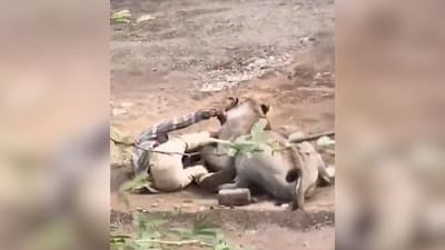 Video: Lion Clenches Gujarat Man On Ground For 30 Minutes