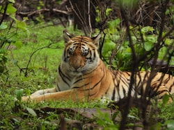 Cat 22 In Madhya Pradesh: 50 Humans Killed, 45 Tigers Dead In Just 8 Months
