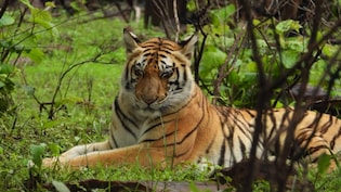 'Cat-22' In Madhya Pradesh: 50 Humans Killed, 45 Tigers Dead In Just 8 Months