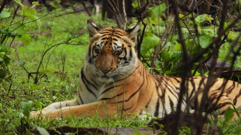 'Cat-22' In Madhya Pradesh: 50 Humans Killed, 45 Tigers Dead In Just 8 Months