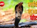 बिलासपुर में ₹17 करोड़ के घोटाले में बड़ा एक्शन, महिला डॉक्टर के बाद SDM और तहसील दफ्तर के 3 बाबू गिरफ्तार