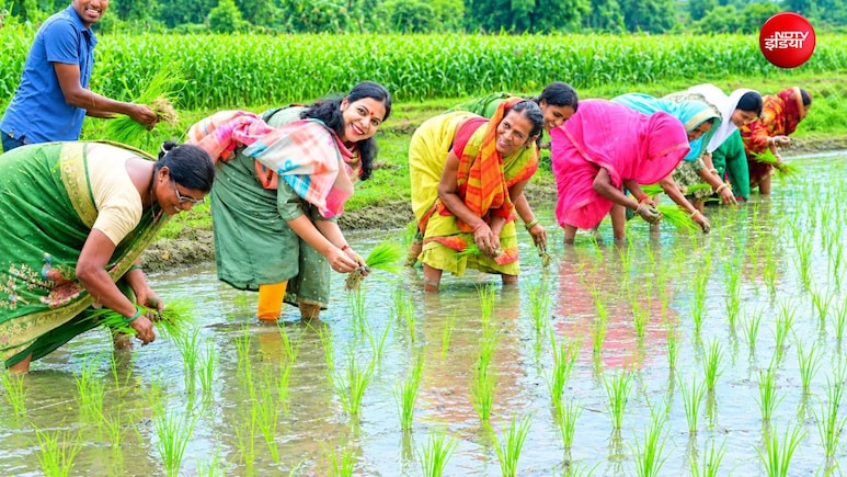 जब बिहार में धान रोपने खेत में उतर गईं वैशाली की डीएम, देखें तस्वीरें
