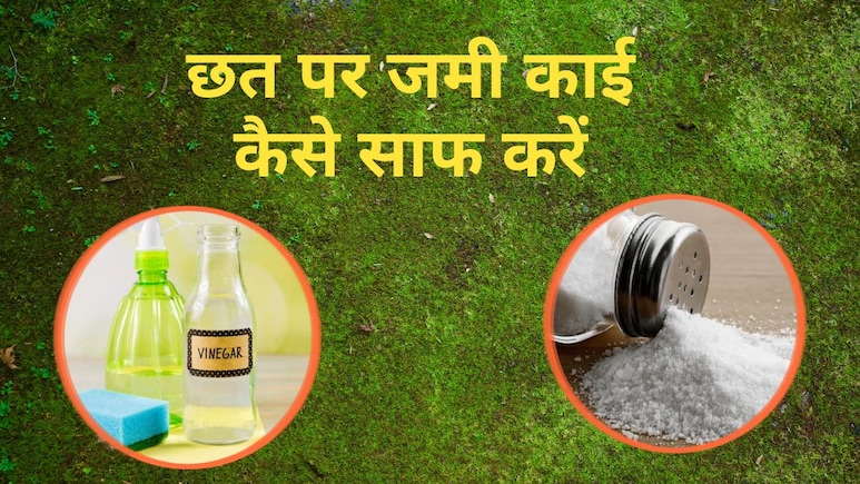 छत पर जमी काई कैसे साफ करें? काई साफ करने के लिए कौन सा लिक्विड अच्छा है, जान&zwj;िए यहां