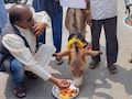 मानसून को मनाने की कोशिश: गधों को खिलाए ढेर सारे गुलाब जामुन, भोपाल में चला अनोखा टोटका