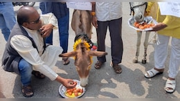 मानसून को मनाने की कोशिश: गधों को खिलाए ढेर सारे गुलाब जामुन, भोपाल में चला अनोखा टोटका