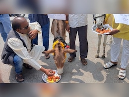 मानसून को मनाने की कोशिश: गधों को खिलाए ढेर सारे गुलाब जामुन, भोपाल में चला अनोखा टोटका